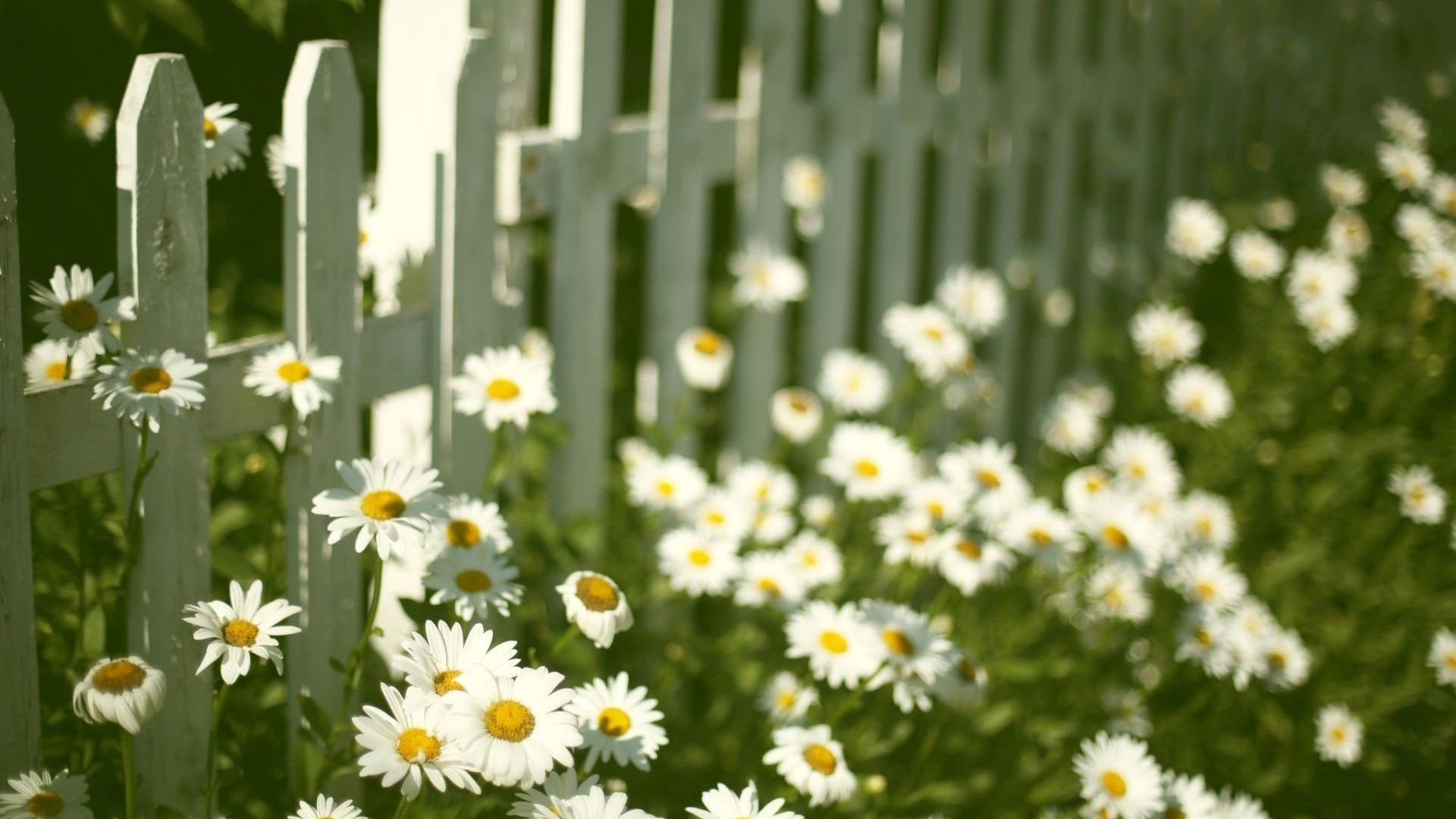 Garten mit Gänseblümchen und weißem Zaun